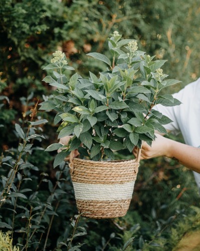 hortensja-bukietowa-tardiva-hydrangea-paniculata-pozne-kwitnienie-wysoka-luźne-wiechy-sadzonka-sadzonki-zielona-para-zielonapara