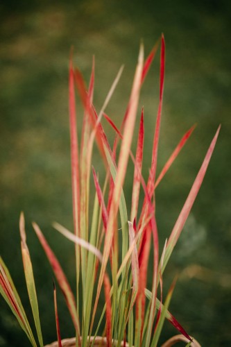 imperata-Red-Baron-Imperata-cylindrica-Red-Baron-zielonapara-zielona-para-sadzonka-0675.jpg