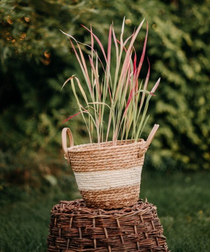 imperata-Red-Baron-Imperata-cylindrica-Red-Baron-zielonapara-zielona-para-sadzonka-0674.jpg