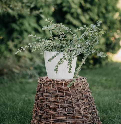 irga-pozioma-Cotoneaster-horizontalis-zielonapara-zielona-para-sadzonka-0294.jpg