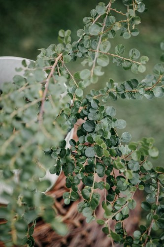 irga-pozioma-Cotoneaster-horizontalis-zielonapara-zielona-para-sadzonka-0295.jpg