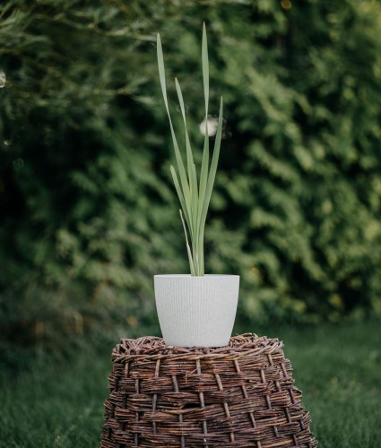 irys-kosasiec-syberyjski-iris-sibirica-zielonapara-zielona-para-sadzonka-0212.jpg