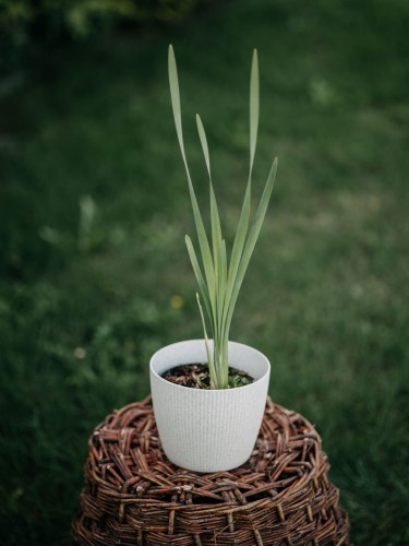 irys-kosasiec-syberyjski-iris-sibirica-zielonapara-zielona-para-sadzonka-0215.jpg