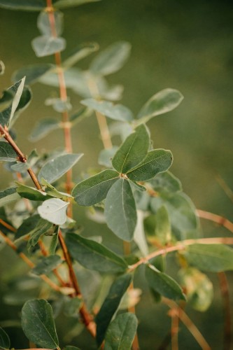 jagoda-kamczacka-indigo-gem-lonicera-caerulea-intensywny-smak-ciemne-owoce-odmiana-plenna-sadzonka-sadzonki-zielona-para-zielonapara
