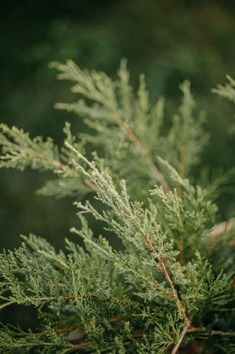 jalowiec-pfitzera-blue-and-gold-juniperus-x-pfitzeriana-niebieskozloty-kolor-igiel-rozlozysty-pokroj-krzew-iglasy-ozdobny-sadzonka-sadzonki-zielona-para-zielonapara