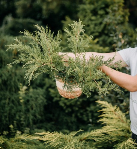 jalowiec-posredni-juniperus-pfitzeriana-mint-julep-zielonapara-sadzonka-duza-zdrowa-zielone-iglaki