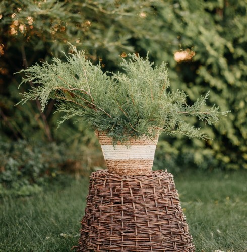 jalowiec-posredni-juniperus-pfitzeriana-mint-julep-zielonapara-sadzonka-duza-zdrowa-zielone-iglaki