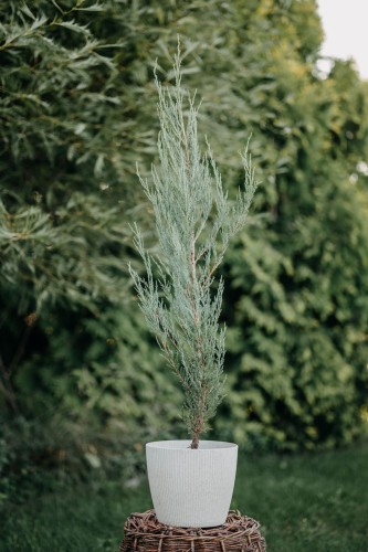 Jałowiec skalny Skyrocket