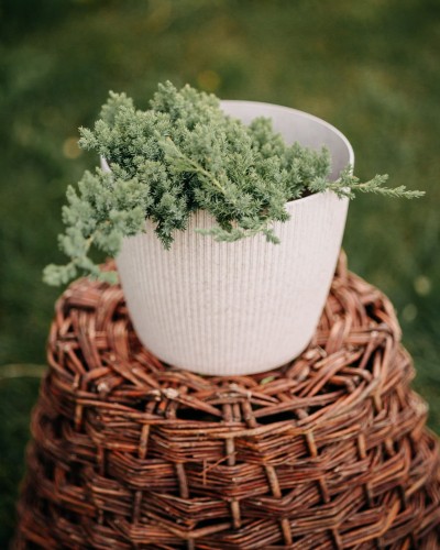 jałowiec-rozesłany-Nana-Juniperus-horizontalis-Nana-zielonapara-zielona-para-sadzonka-0701.jpg
