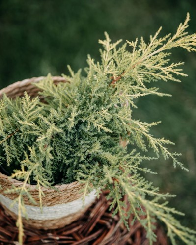 jałowiec-płożący-niebieski-Juniperus-horizontalis-niebieski-zielonapara-zielona-para-sadzonka-0503.jpg