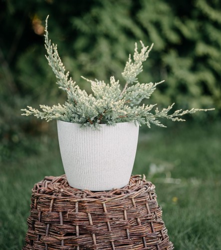 jalowiec-chinski-depressa-aurea-juniperus-chinensis-zolte-iglaki-plozyacy-krzew-ozdobny-sadzonka-sadzonki-zielona-para-zielonapara
