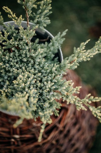 jałowiec-płożący-niebieski-Juniperus-horizontalis-niebieski-zielonapara-zielona-para-sadzonka-0500.jpg