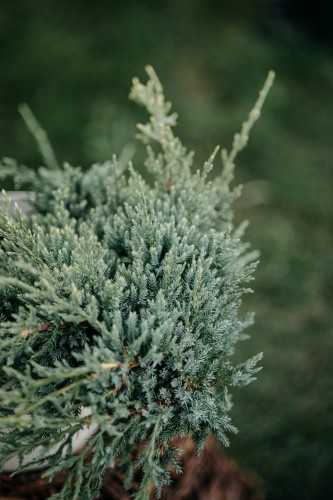 jalowiec-repanda-juniperus-horizontalis-repanda-sadzonka-zielona-para