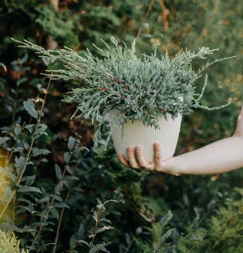 jalowiec-repanda-juniperus-horizontalis-repanda-sadzonka-zielona-para