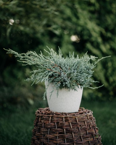 jalowiec-repanda-juniperus-horizontalis-repanda-sadzonka-zielona-para