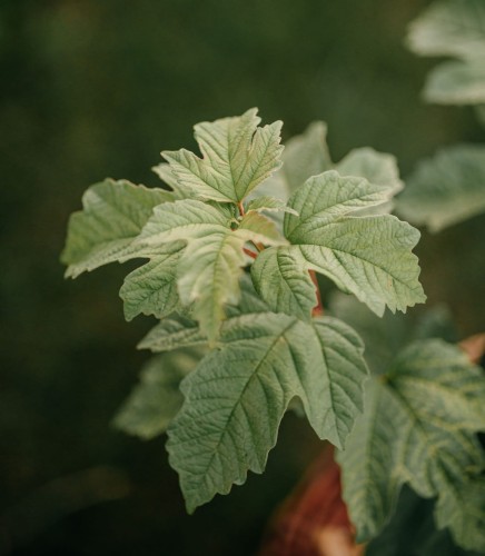 kalina-koralowa-Roseum-Viburnum-rhytidophyllum-Roseum-zielonapara-zielona-para-sadzonka-0669.jpg