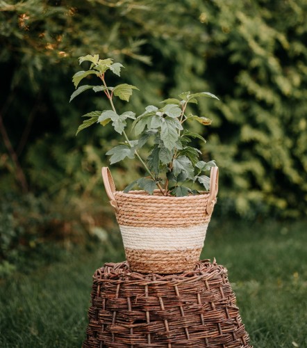 kalina-koralowa-Roseum-Viburnum-rhytidophyllum-Roseum-zielonapara-zielona-para-sadzonka-0668.jpg