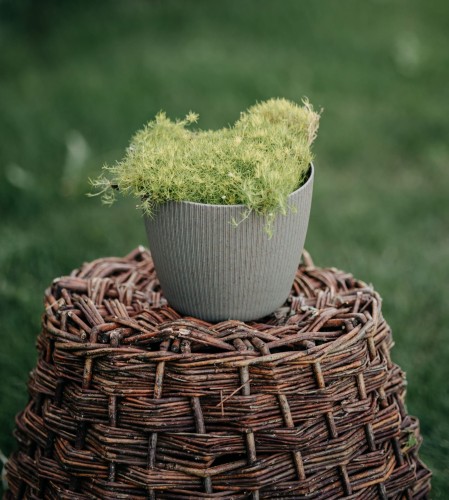 karmnik-oscisty-Lime-Moss-Sagina-subulata-Lime-Moss-zielonapara-zielona-para-sadzonka-0395.jpg
