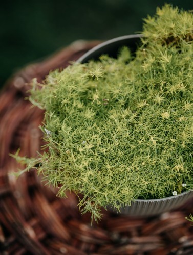 karmnik-oscisty-Lime-Moss-Sagina-subulata-Lime-Moss-zielonapara-zielona-para-sadzonka-0396.jpg