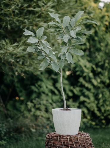 kasztan-jadalny-Castanea-sativa-zielonapara-zielona-para-sadzonka-0341.jpg