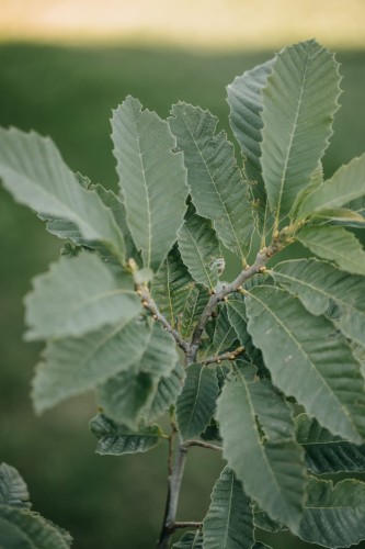 kasztan-jadalny-Castanea-sativa-zielonapara-zielona-para-sadzonka-0342.jpg