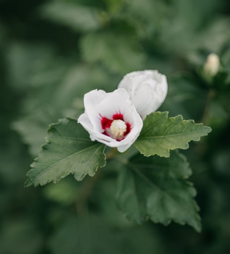 ketmia-Hibiscus-Hibiscus-zielonapara-zielona-para-sadzonka-0486.jpg
