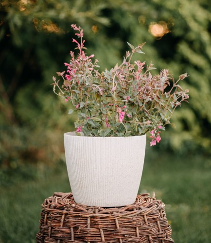 kłosowiec-Agastache-Agastache-zielonapara-zielona-para-sadzonka-0657.jpg