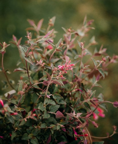 kłosowiec-Agastache-Agastache-zielonapara-zielona-para-sadzonka-0659.jpg