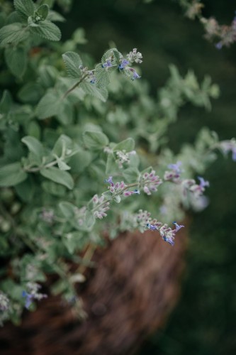 kocimiętka-Fassena-dla-kota-Nepeta-fassena-dla-kota-zielonapara-zielona-para-sadzonka-0455.jpg