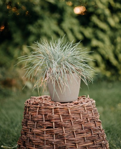 kostrzewa-sina-Festuca-scina-zielonapara-zielona-para-sadzonka-0651.jpg