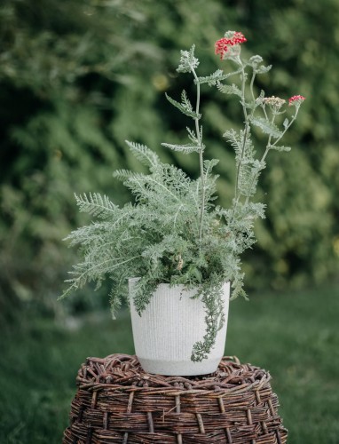 krwawnik-pospolity-czerwony-Achillea-millefolium-czerwony-zielonapara-zielona-para-sadzonka-0302.jpg