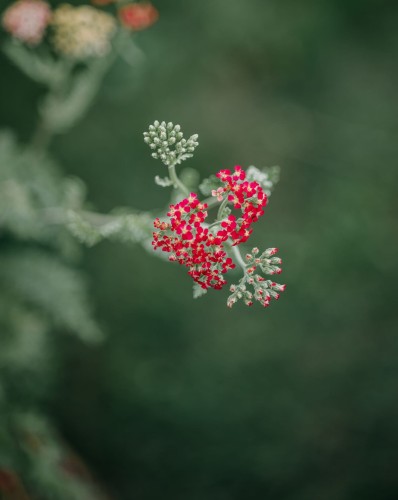 krwawnik-pospolity-czerwony-Achillea-millefolium-czerwony-zielonapara-zielona-para-sadzonka-0303.jpg