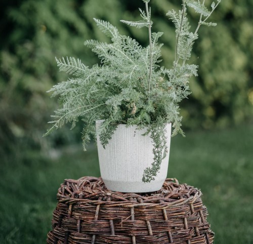 krwawnik-altgold-achillea-millefolium-zlocistożolte-kwiaty-miododajna-bylina-na-rabatki-sadzonka-sadzonki-zielona-para-zielonapara
