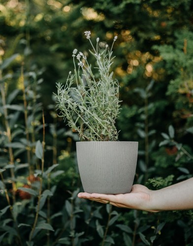 lawenda-rosea-lavandula-angustifolia-rozowe-kwiaty-zimozielona-aromatyczna-bylina-sadzonka-sadzonki-zielona-para-zielonapara