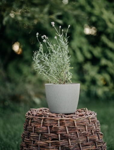 lawenda-rosea-lavandula-angustifolia-rozowe-kwiaty-zimozielona-aromatyczna-bylina-sadzonka-sadzonki-zielona-para-zielonapara