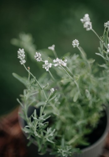 lawenda-rosea-lavandula-angustifolia-rozowe-kwiaty-zimozielona-aromatyczna-bylina-sadzonka-sadzonki-zielona-para-zielonapara