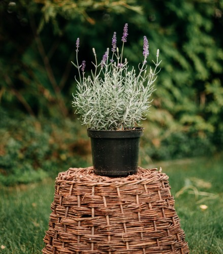 lawenda-waskolistna-hidcote-blue-lavandula-angustifolia-glebokofioletowe-kwiaty-zimozielona-aromatyczna-bylina-sadzonka-sadzonki-zielona-para-zielonapara