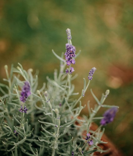 lawenda-waskolistna-hidcote-blue-lavandula-angustifolia-glebokofioletowe-kwiaty-zimozielona-aromatyczna-bylina-sadzonka-sadzonki-zielona-para-zielonapara