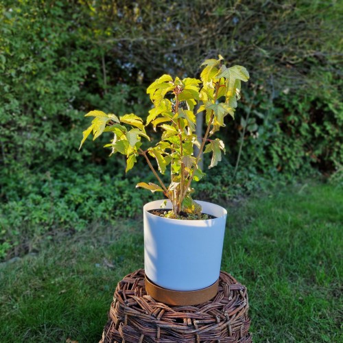 kalina-park-havest-viburnum-park-havest-sadzonka-zielona-para