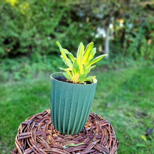 pierwiosnek-zabkowany-rubin-selection-primula-denticulata-rubin-selection-sadzonka-zielona-para