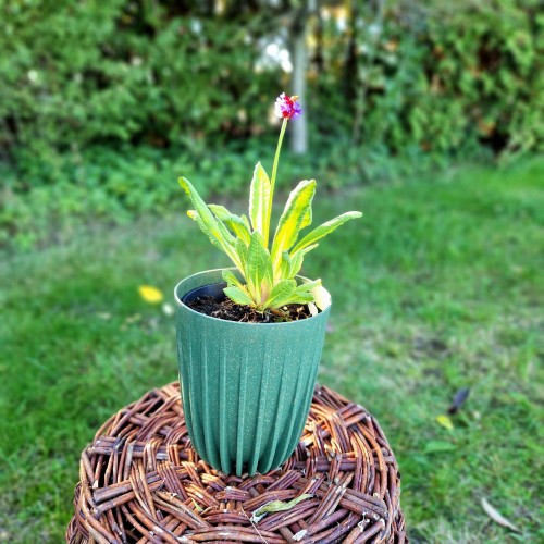 pierwiosnek-zabkowany-rubin-selection-primula-denticulata-rubin-selection-sadzonka-zielona-para