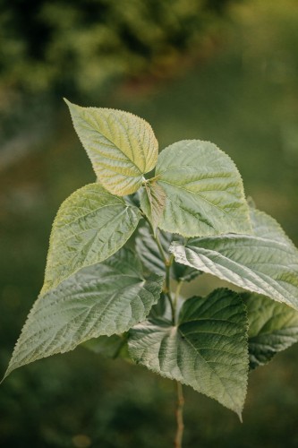 lipa-szerokolistna-Tilia-platyphyllos-zielonapara-zielona-para-sadzonka-0686.jpg