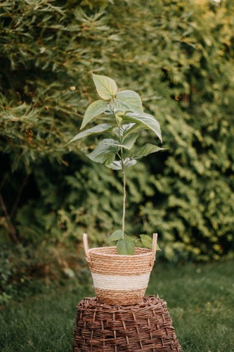lipa-szerokolistna-Tilia-platyphyllos-zielonapara-zielona-para-sadzonka-0685.jpg