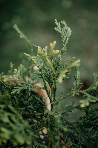 żywotnikowiec-Thuja-Thuja-top-Thujopsis-zielonapara-zielona-para-sadzonka-0458.jpg
