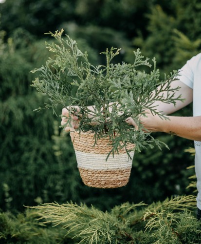 żywotnikowiec-Thuja-Thuja-top-Thujopsis-zielonapara-zielona-para-sadzonka-0459.jpg