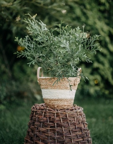 żywotnikowiec-Thuja-Thuja-top-Thujopsis-zielonapara-zielona-para-sadzonka-0457.jpg