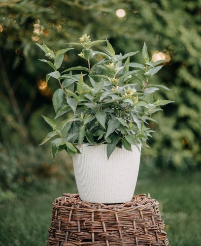 zylistek-wysmukly-deutzia-gracilis-zielonapara-sadzonka-duza-zdrowa-biale-kwiaty