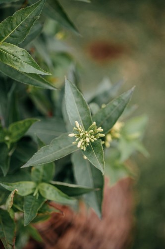 żylistek-Deutzia-Deutzia-nikko-zielonapara-zielona-para-sadzonka-0566.jpg