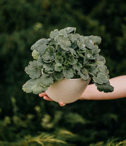 żuraweczka-Heucherella-Heucherella-zielonapara-zielona-para-sadzonka-0755.jpg