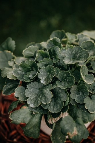 żuraweczka-Heucherella-Heucherella-zielonapara-zielona-para-sadzonka-0758.jpg